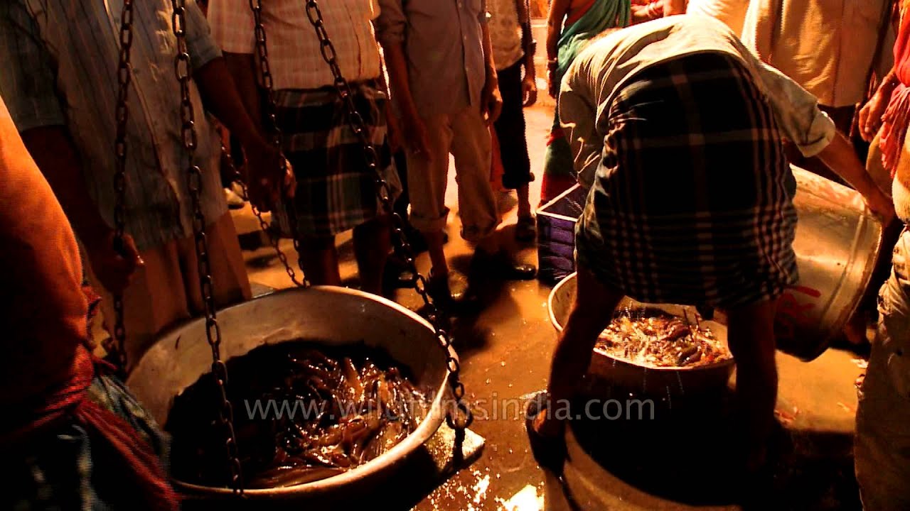 Fresh singhi fish at Howrah fish market