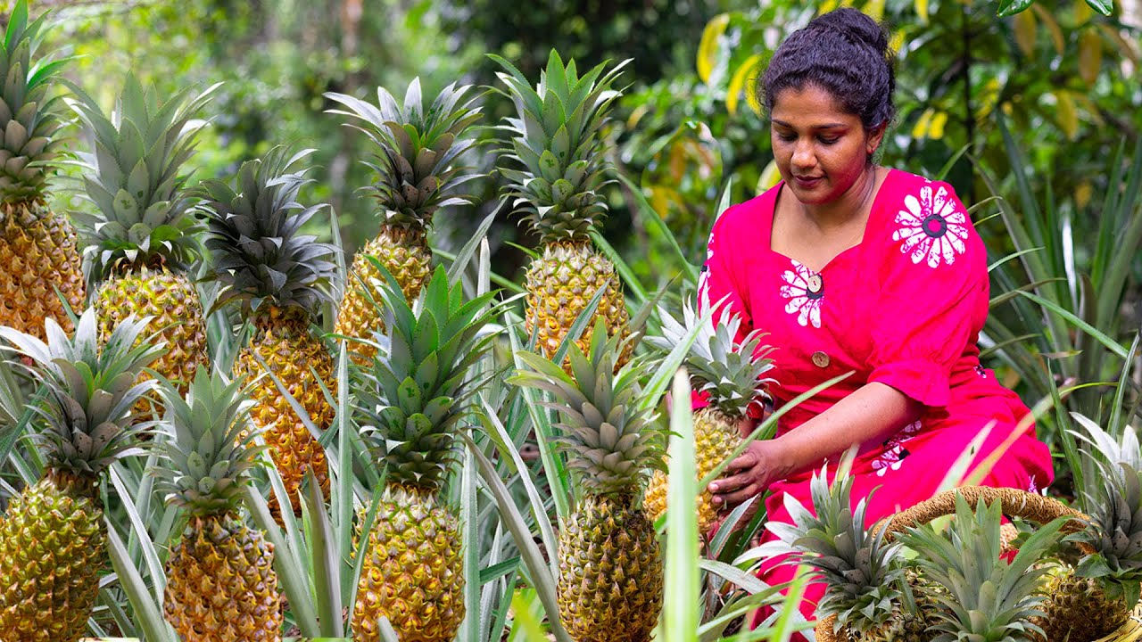 Super Sweet  Juicy Pineapples🍍🍍Harvesting lot of  Garden Fresh Pineapples in this season