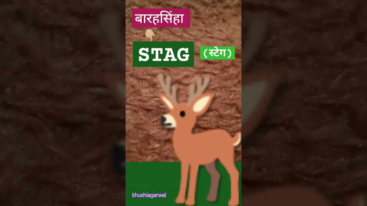 stag meaning in hindi बारासिंघा को इंग्लिश में क्या कहते हैं  #stag #shorts #gkinhindi