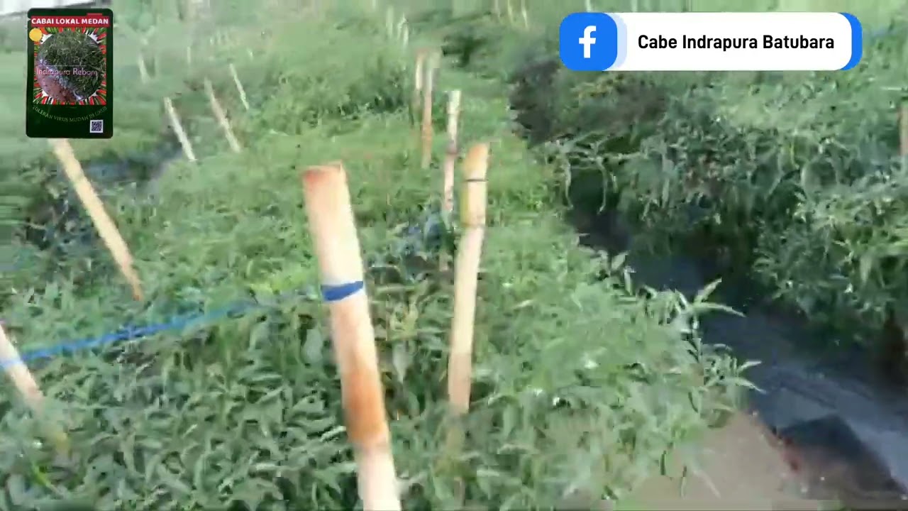 Flashback Cabe Indrapura #cabelokalmedan