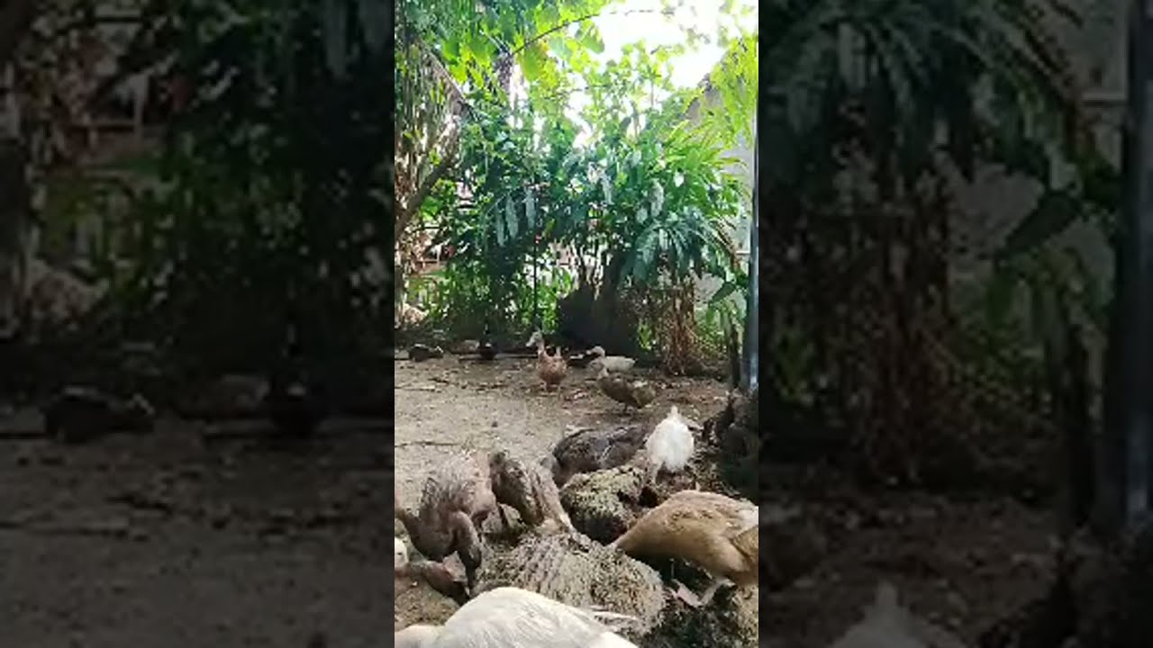 Kak yuni,Alam persawahan dan ternak. sedang live sekarang!
