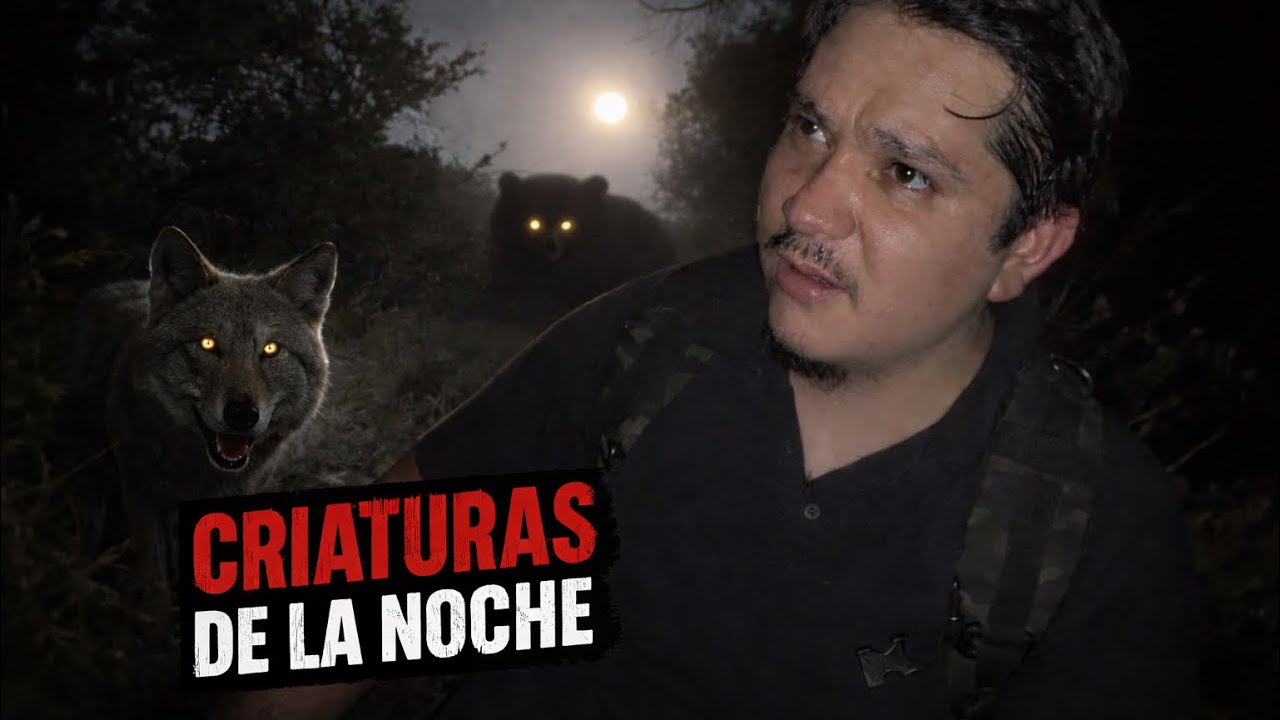 Vida Salvaje Bajo la Luna