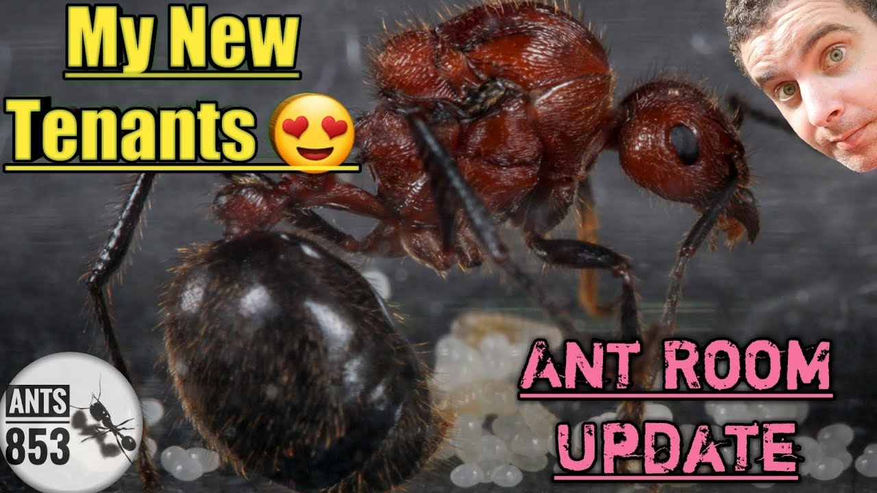 An Ant Room Update - My New Ant Colonies !!
