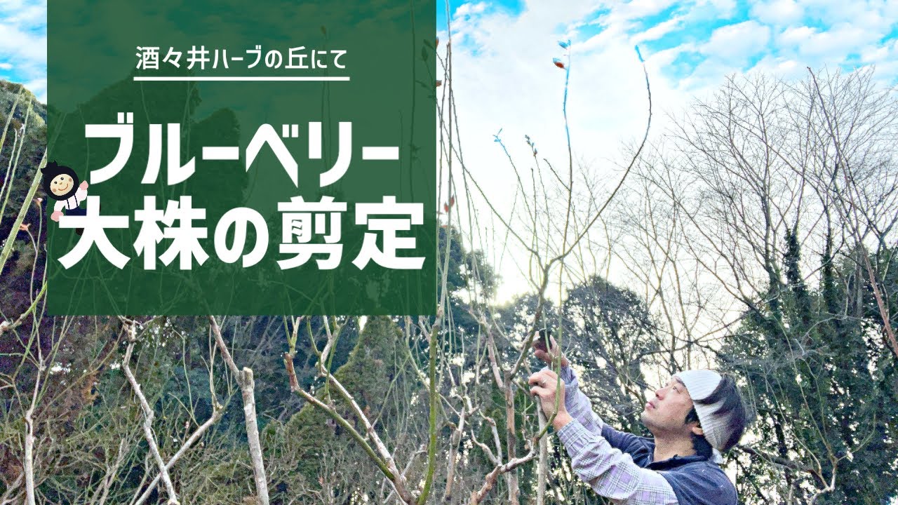 【ブルーベリー剪定】地元のハーブ園にある大株ブルーベリーの剪定