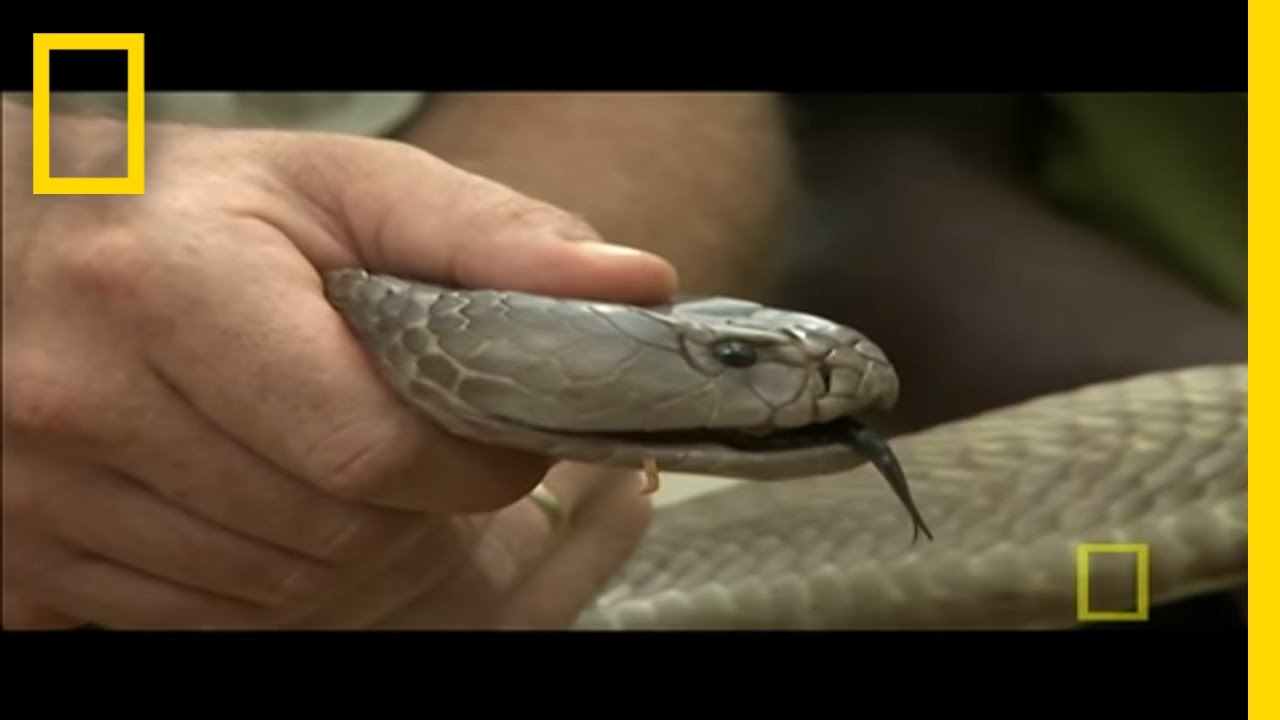 World's Largest Spitting Cobra | National Geographic