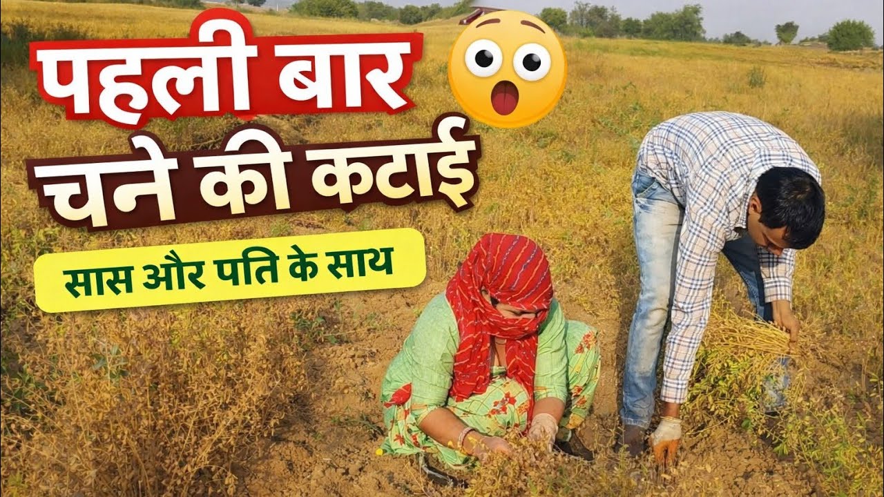#256 🌾❤️‍🔥आज लाइफ में पहली बार चने की कटाई की | Village Vlog