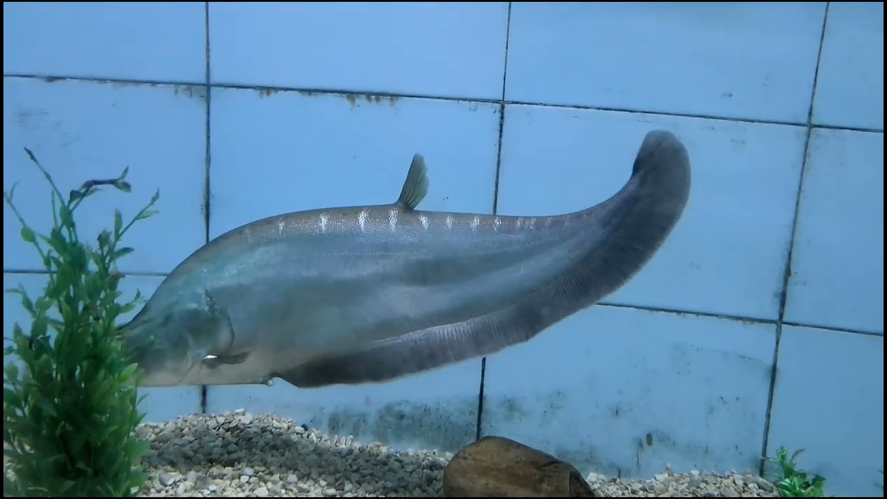 A Journey Through Aquariums | Exploring Exotic Fishes at Guwahati Science Museum #aquraium #fish 