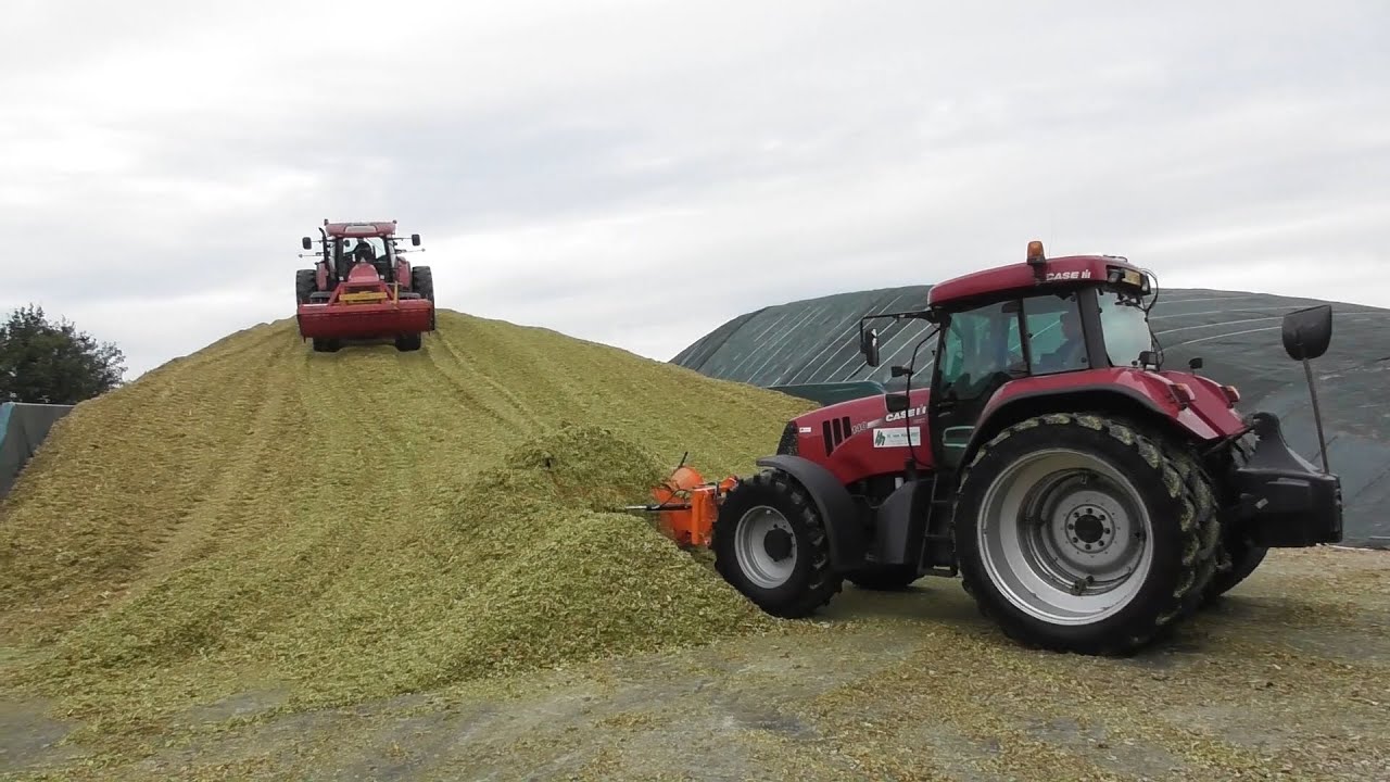 Ter Beke chopping corn