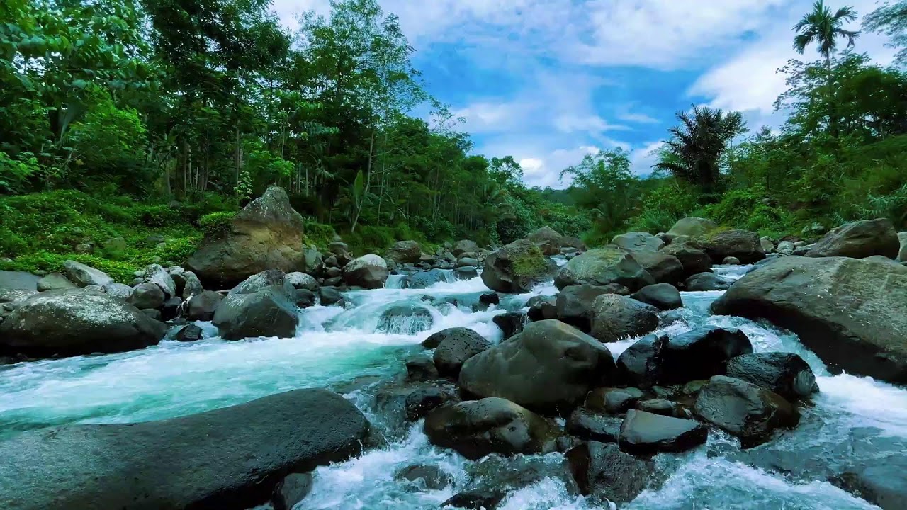 4K Tranquil Forest Stream with Gentle Water Sounds for Meditation