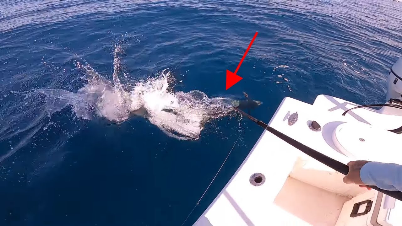 Slow TROLLING Live Baits for Reel SMOKING Kings