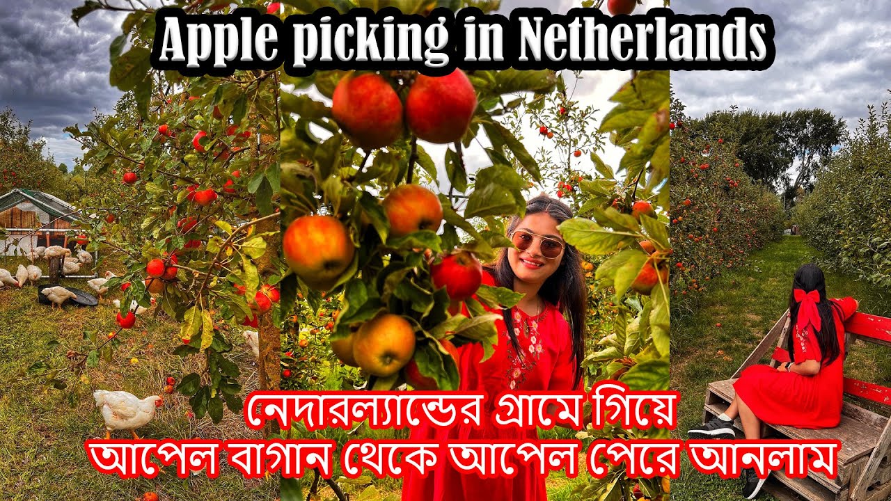 চলুন আজকে নেদারল্যান্ডের আপেল বাগান থেকে আপেল পেরে আনি | Apple Picking in Netherlands | Apple Farm