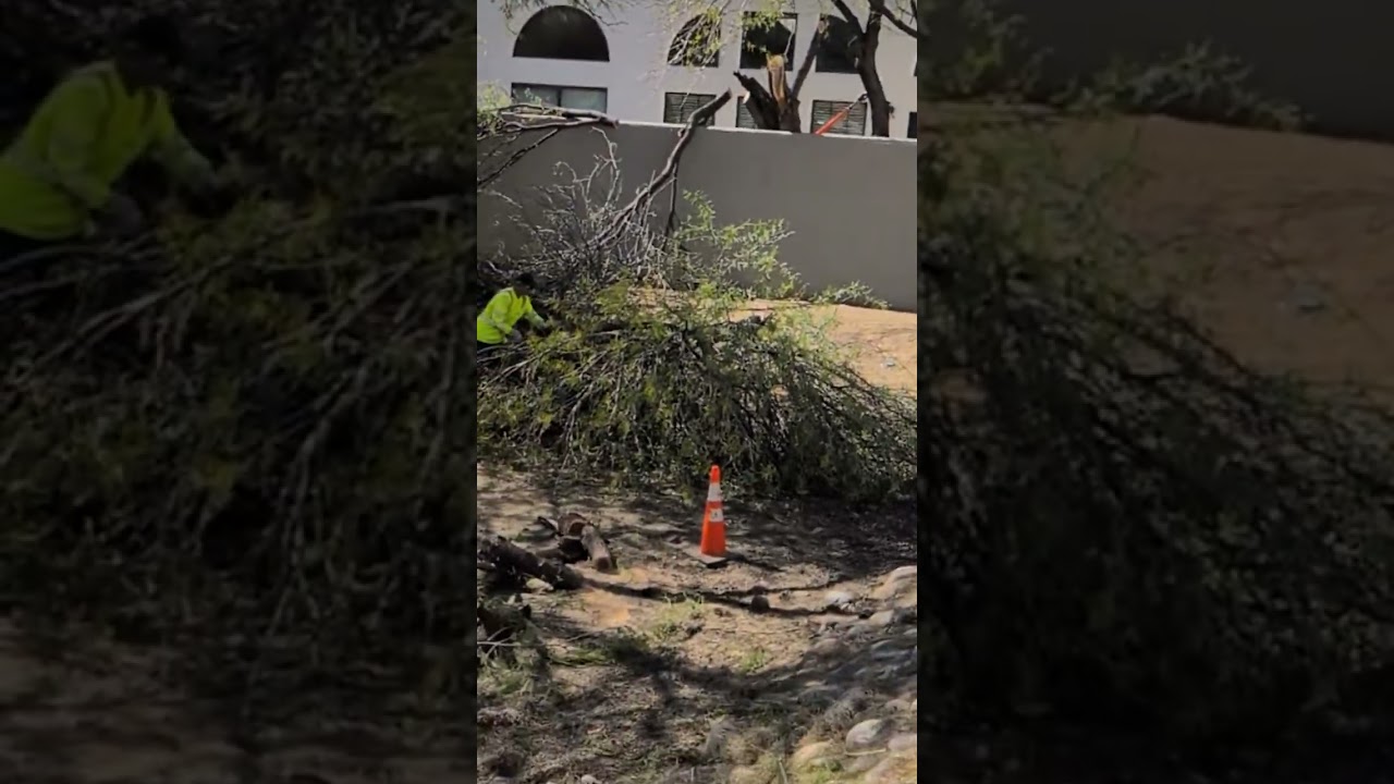 Тимберррррр #шорты