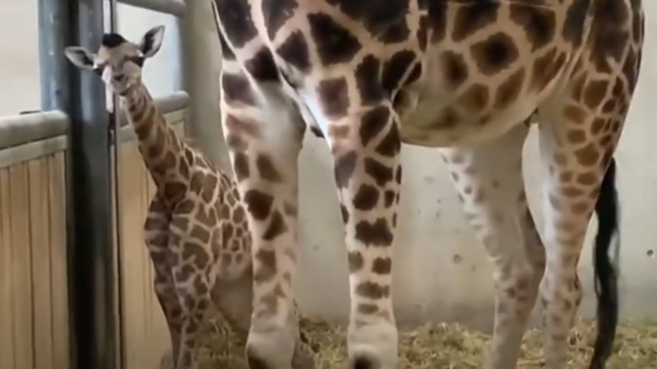Giraffenbaby in Knies Kinderzoo