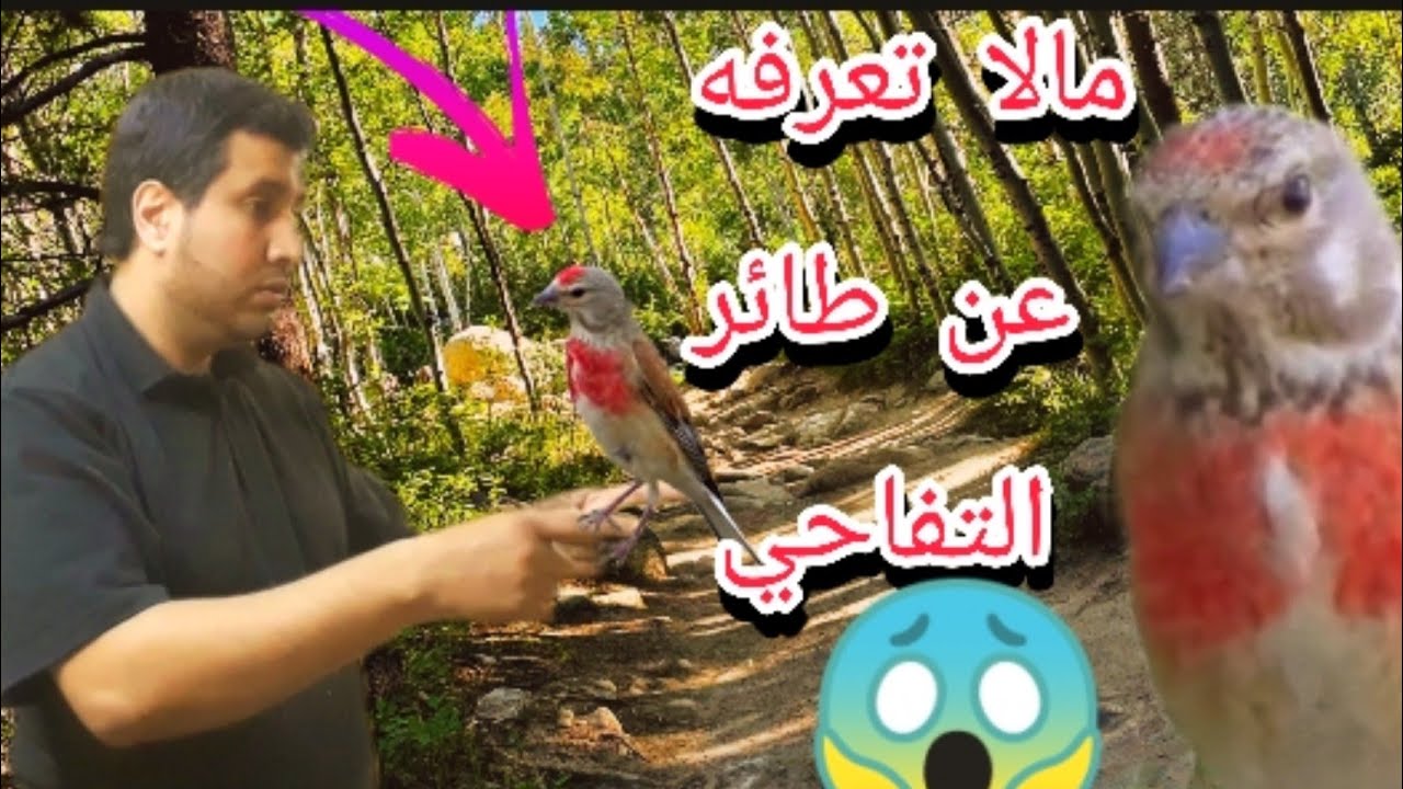 تغريد طائر التفاحي (النينو) أسرار لا تعرفها في وثائقي