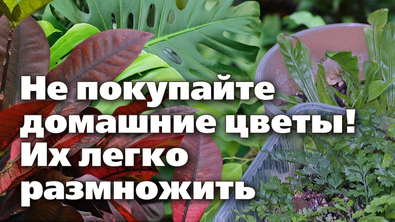Несколько способов размножения комнатных растений. Опыт специалиста
