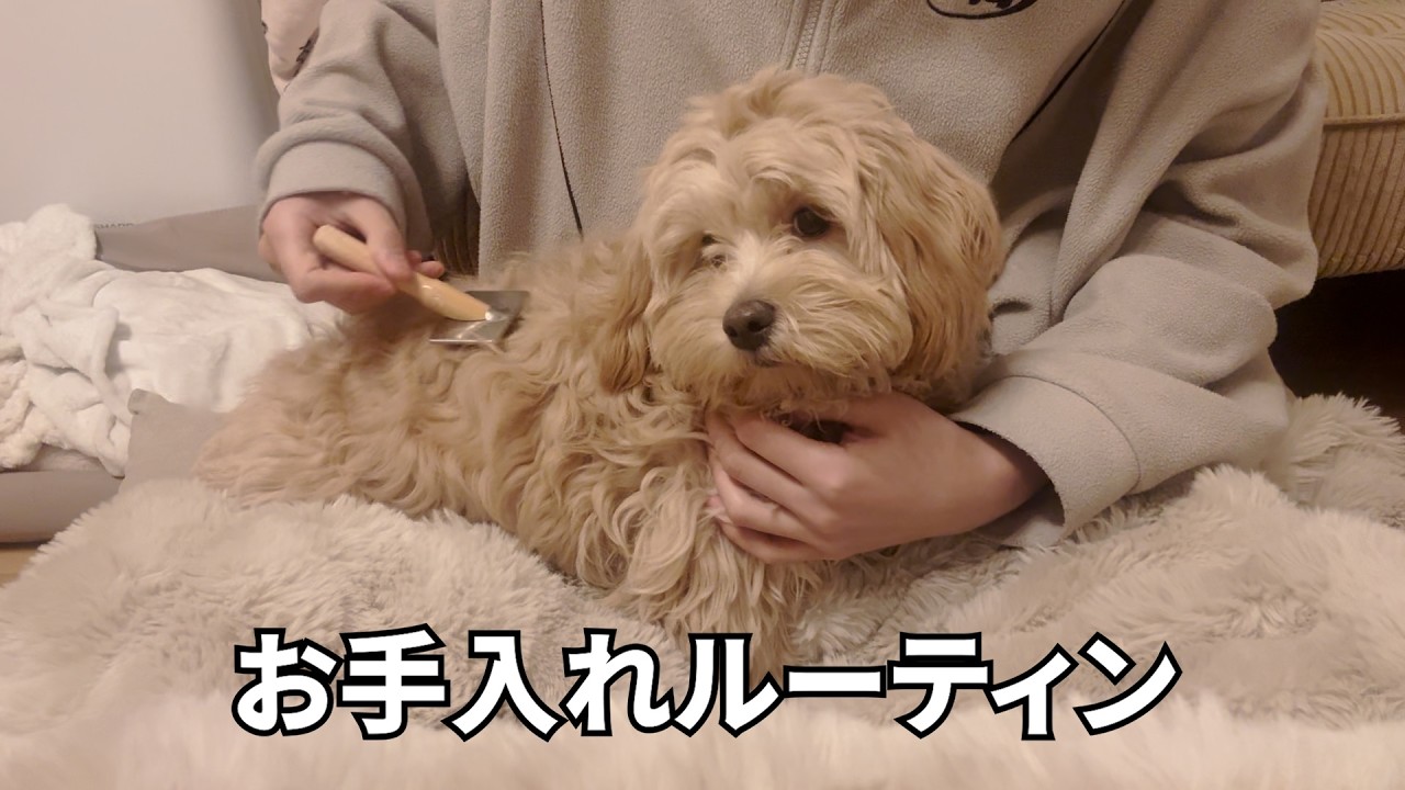 【トイプードル×ペキニーズ】ぽこが毎日欠かさずやっているお手入れ