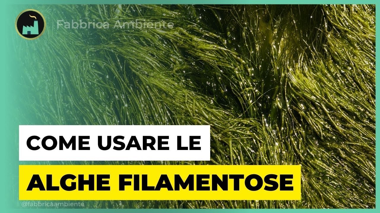 Alghe Filamentose: Come Trasformare Le Alghe Verdi In Un Potente Strumento Contro l'Inquinamento
