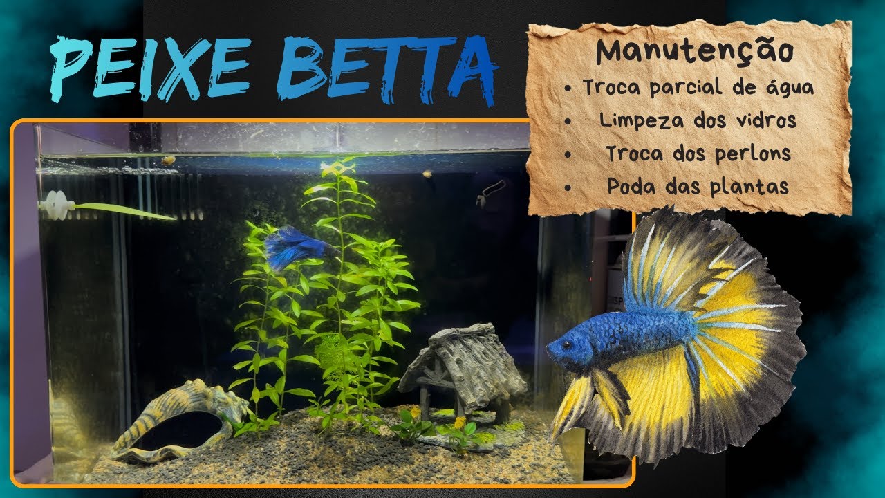 Trocando o perlon do aquário do peixe Betta pela primeira vez após 6 meses de montagem