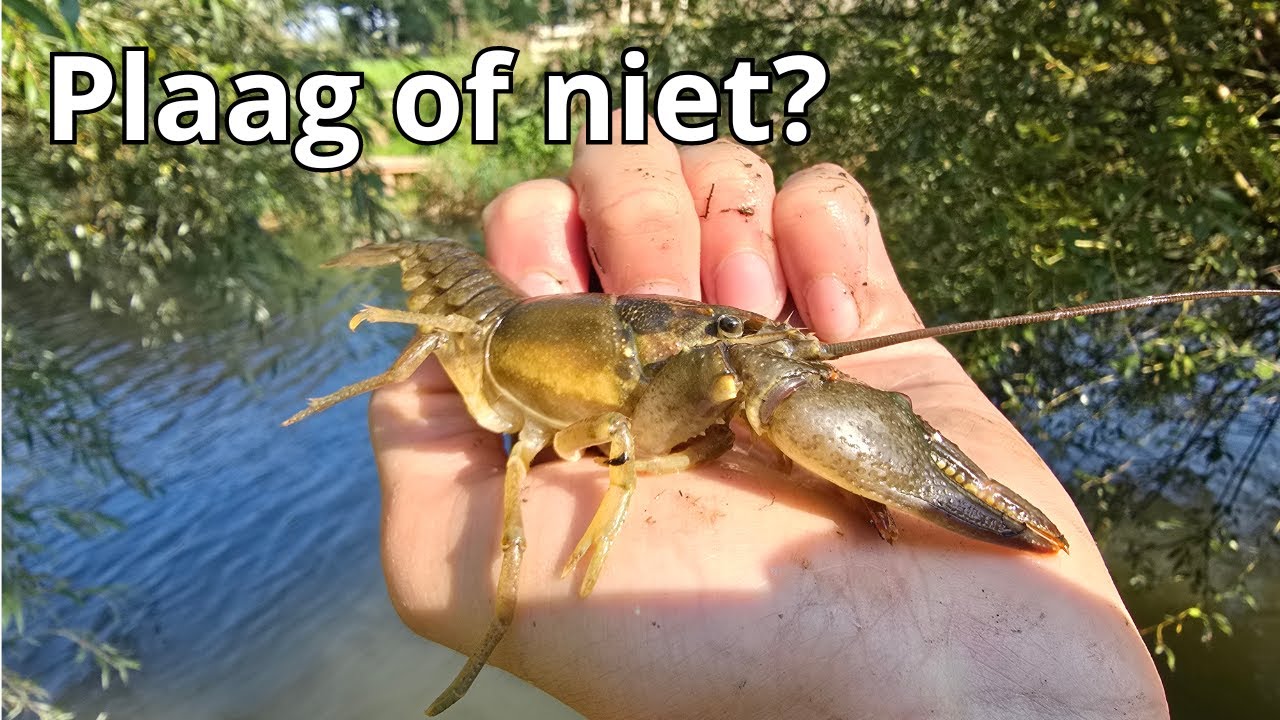 Ik Vang een Mega Kreeft - De Amerikaanse Rivierkreeft in Nederland