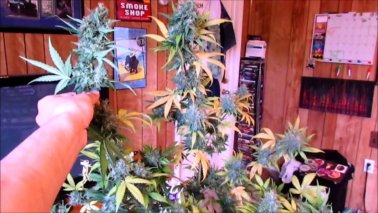 Purple Haze Auto GenoFarm Seeds: Harvest and Review