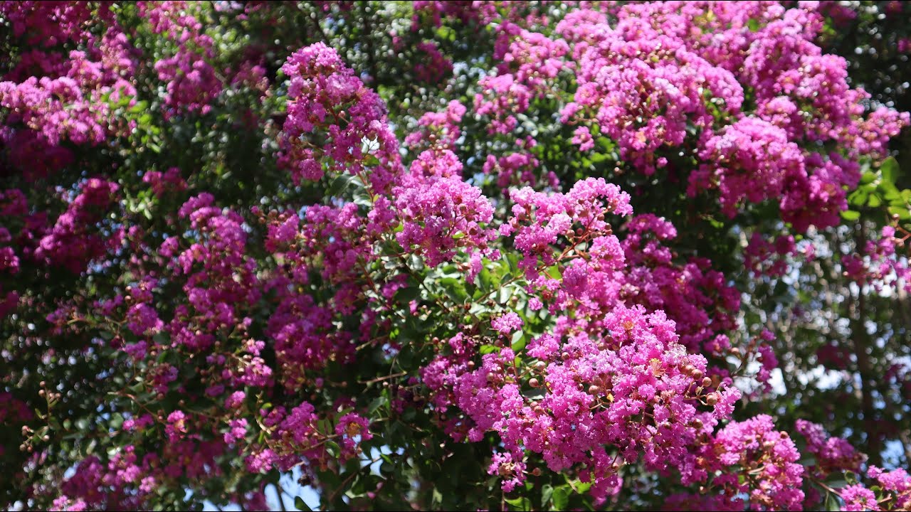 Cuidados de Lagerstroemia indica - Crespón - Árbol de Júpiter - Espumilla - Júpiter - Crepe