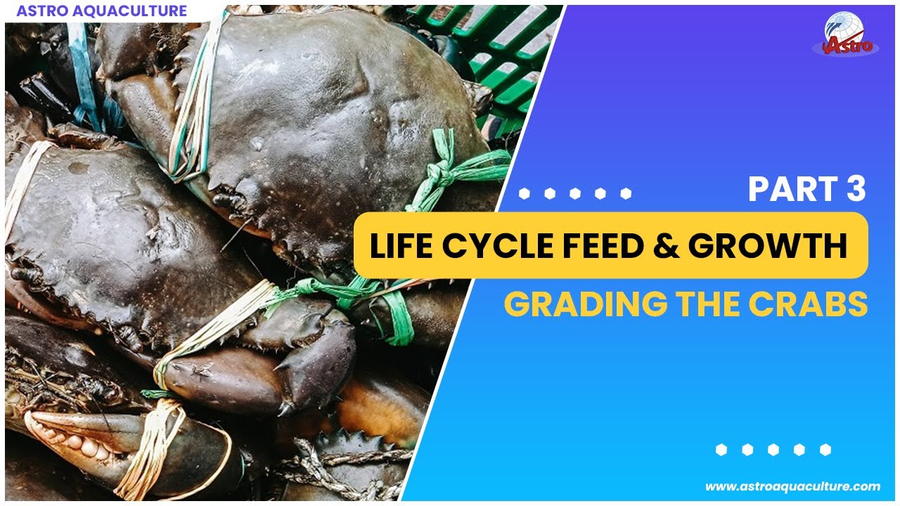 Life Cycle Feed & Growth Part -3 (Grading the Crabs)