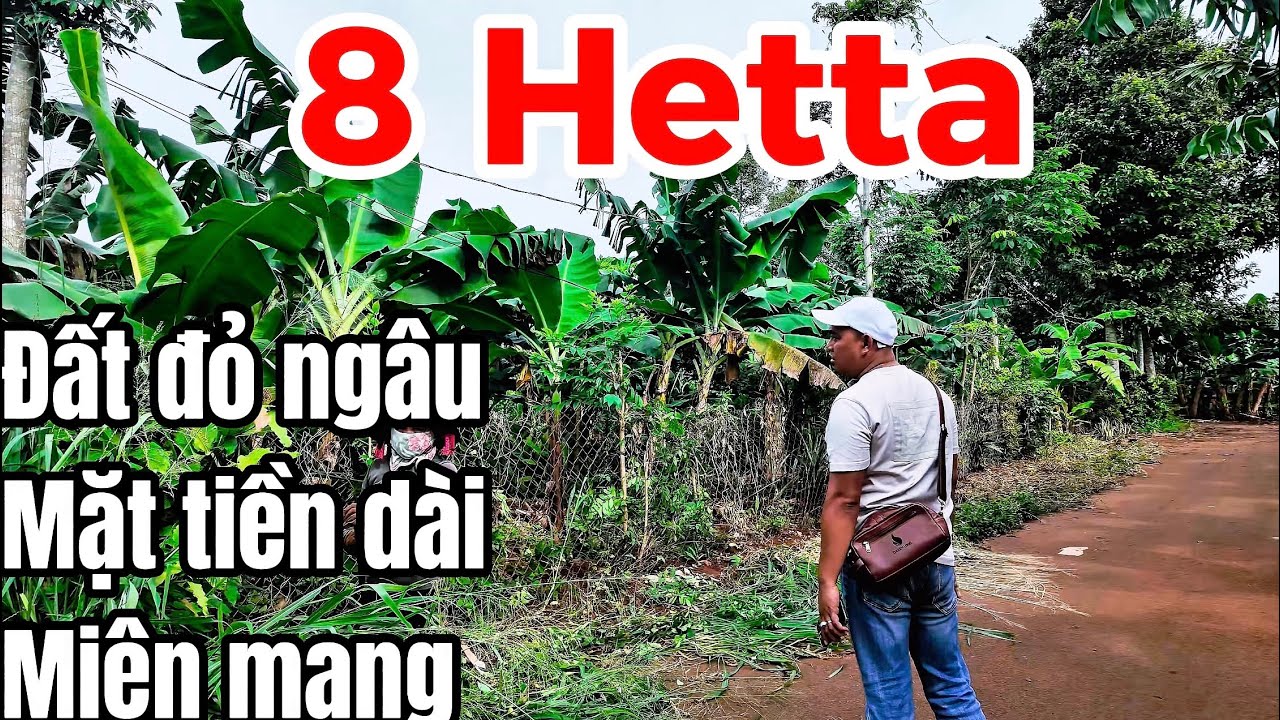 CẦN NHƯỢNG LẠI 8 HETTA TẠI BÀ RỊA VŨNG TÀU GIÁ RẺ