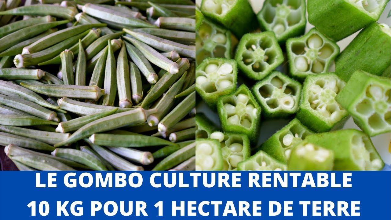 LE GOMBO CULTURE  TRÈS RENTABLE