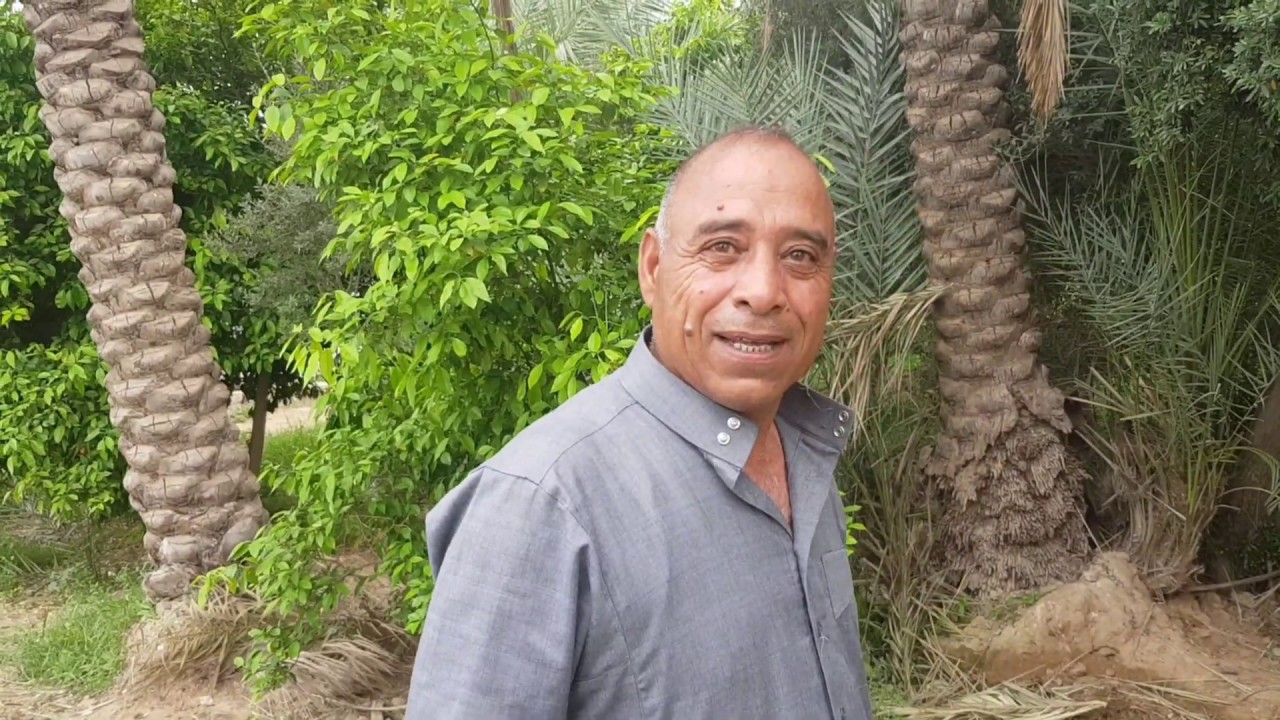 #ماهي اسباب فشل غرس فسيل النخيل