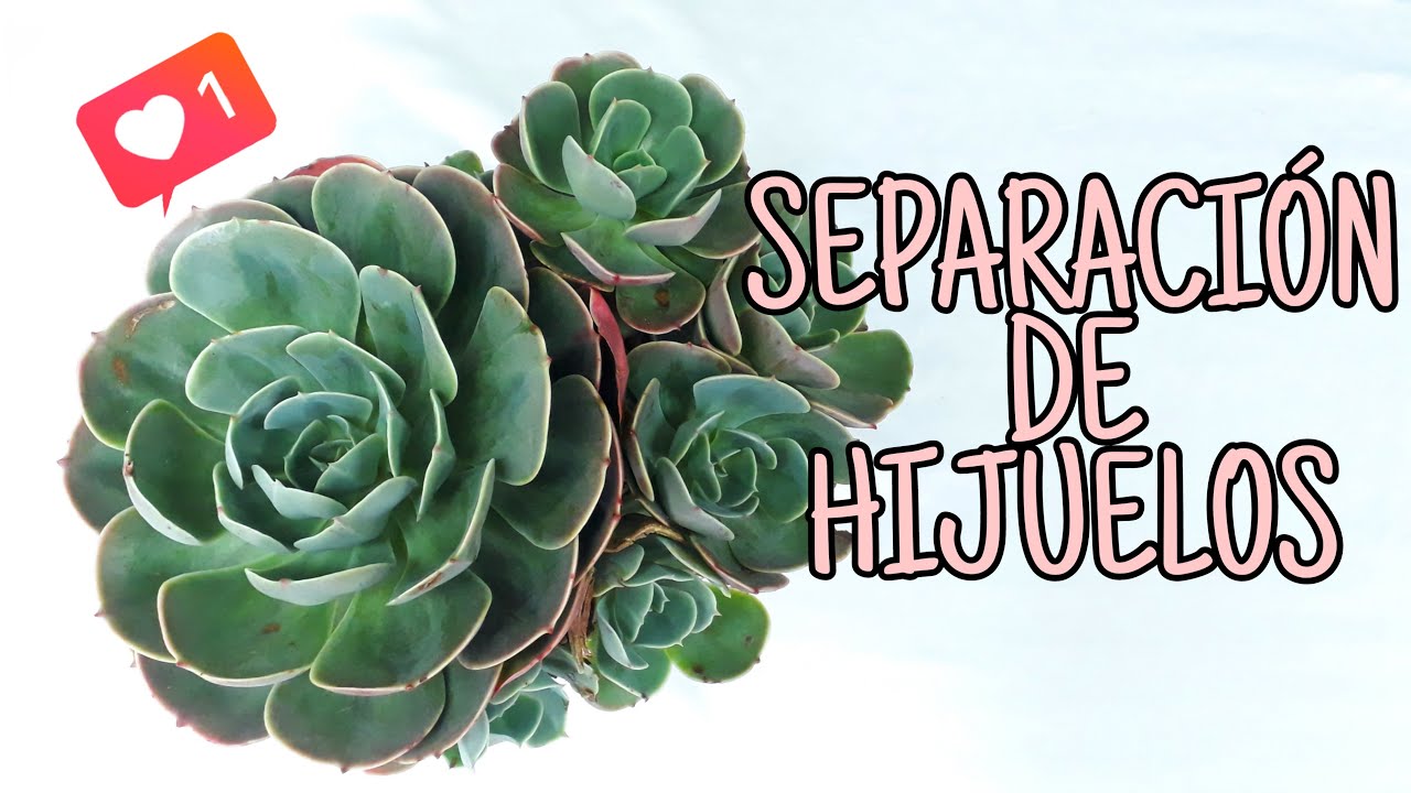 🌵SEPARACI&Oacute;N DE HIJUELOS SUCULENTAS