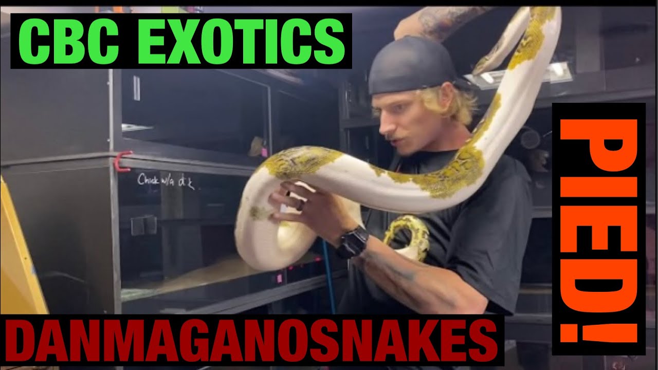 Episode 55: Burmese Pythons with Dillon Heyne Part 2!