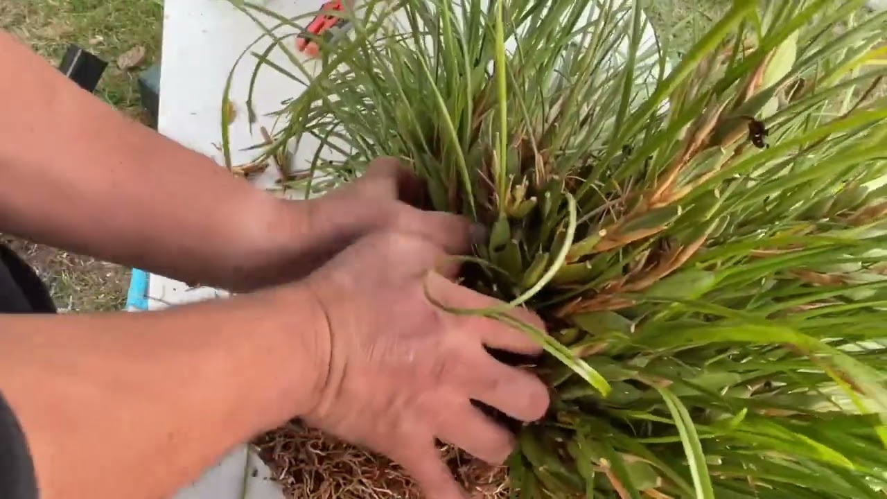 HUGE Maxillaria tenuifolia dividing, pulling, cutting into pieces!