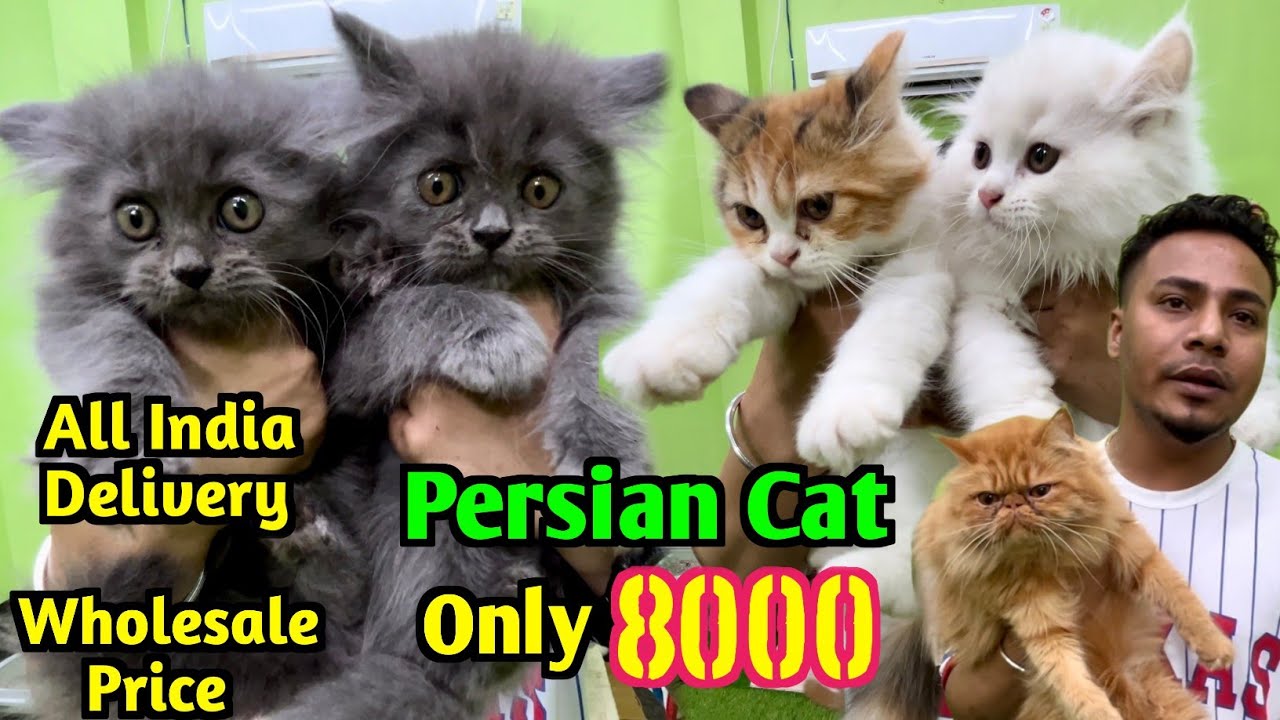 Persian Cat Price in india. Kolkata Cat Market. Cat Market in Wholesale Price.