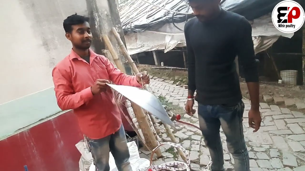 Gas Brooder Setup | Correct Temperature & Safety Tips | Poultry Farming Bangla