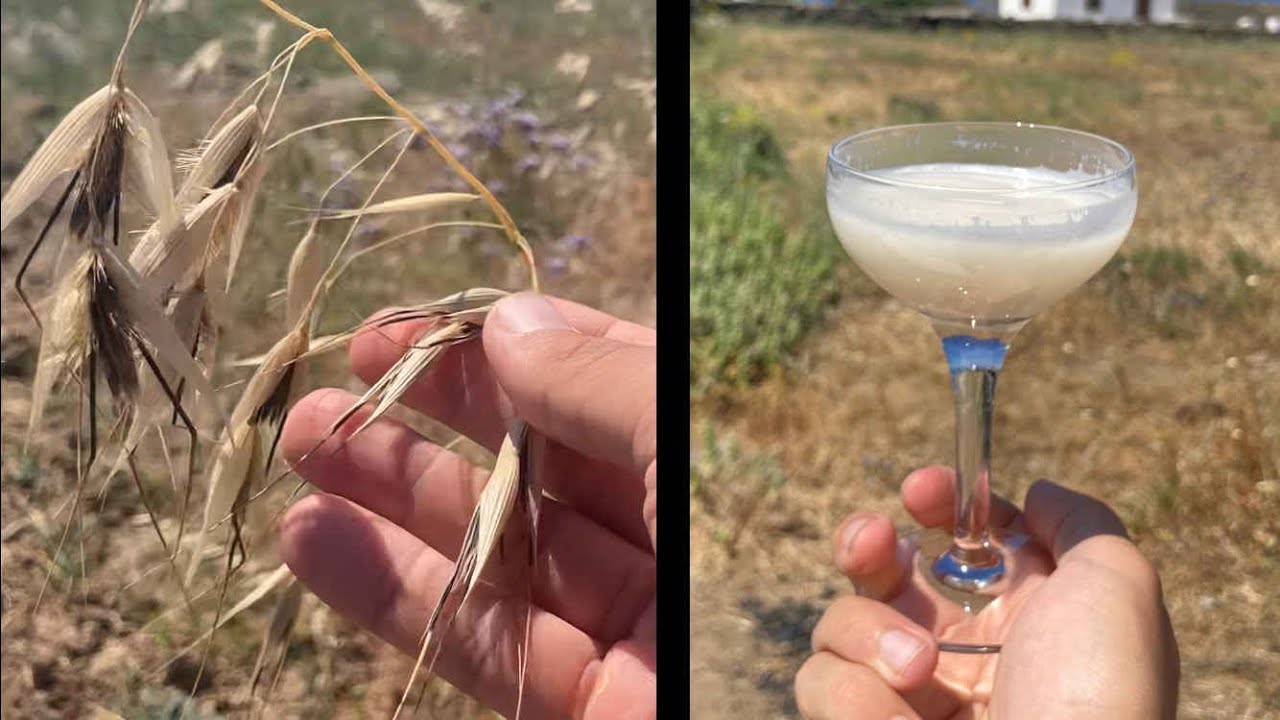 Oat Milk from Wild Oats (How to)