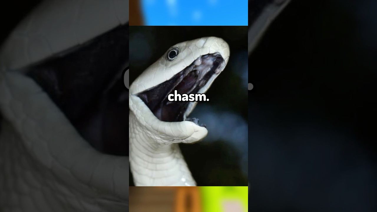 The Scariest Giant Animals…