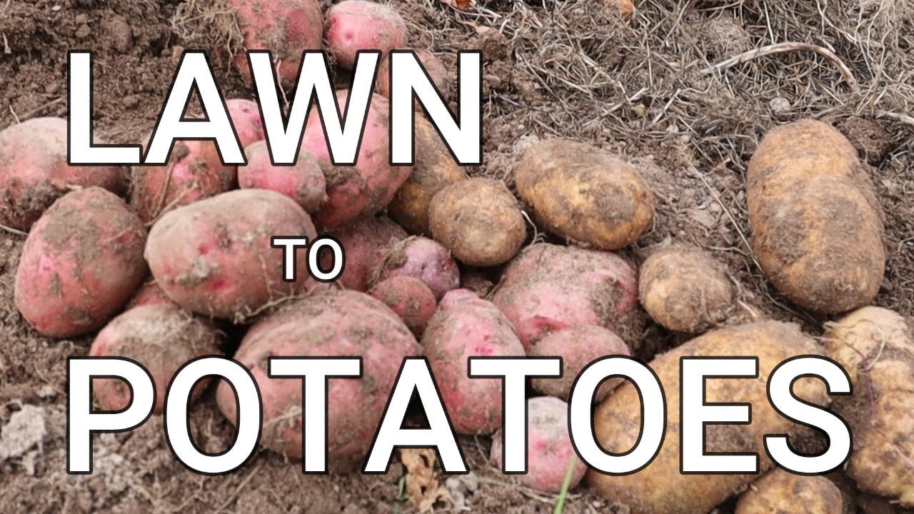 Lawn to 400LBS of POTATOES!