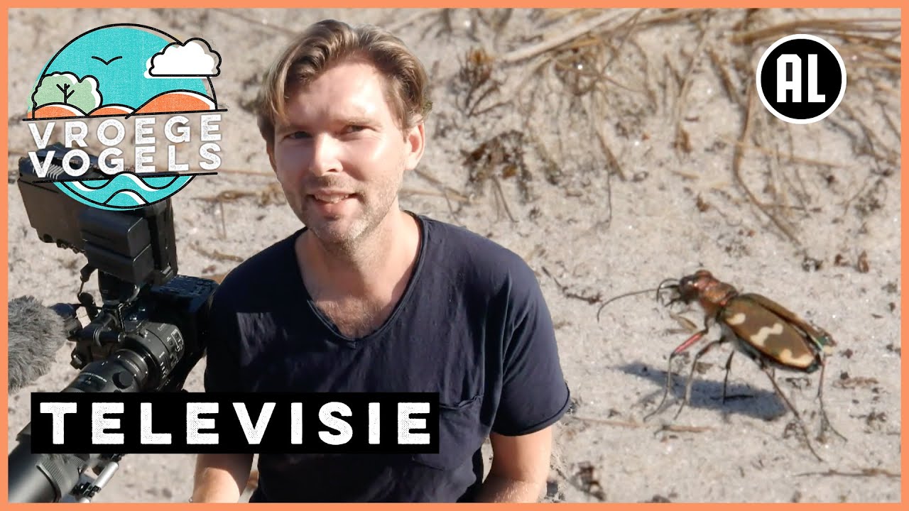 Insecten op de Brunssummerheide | TV | Vroege Vogels