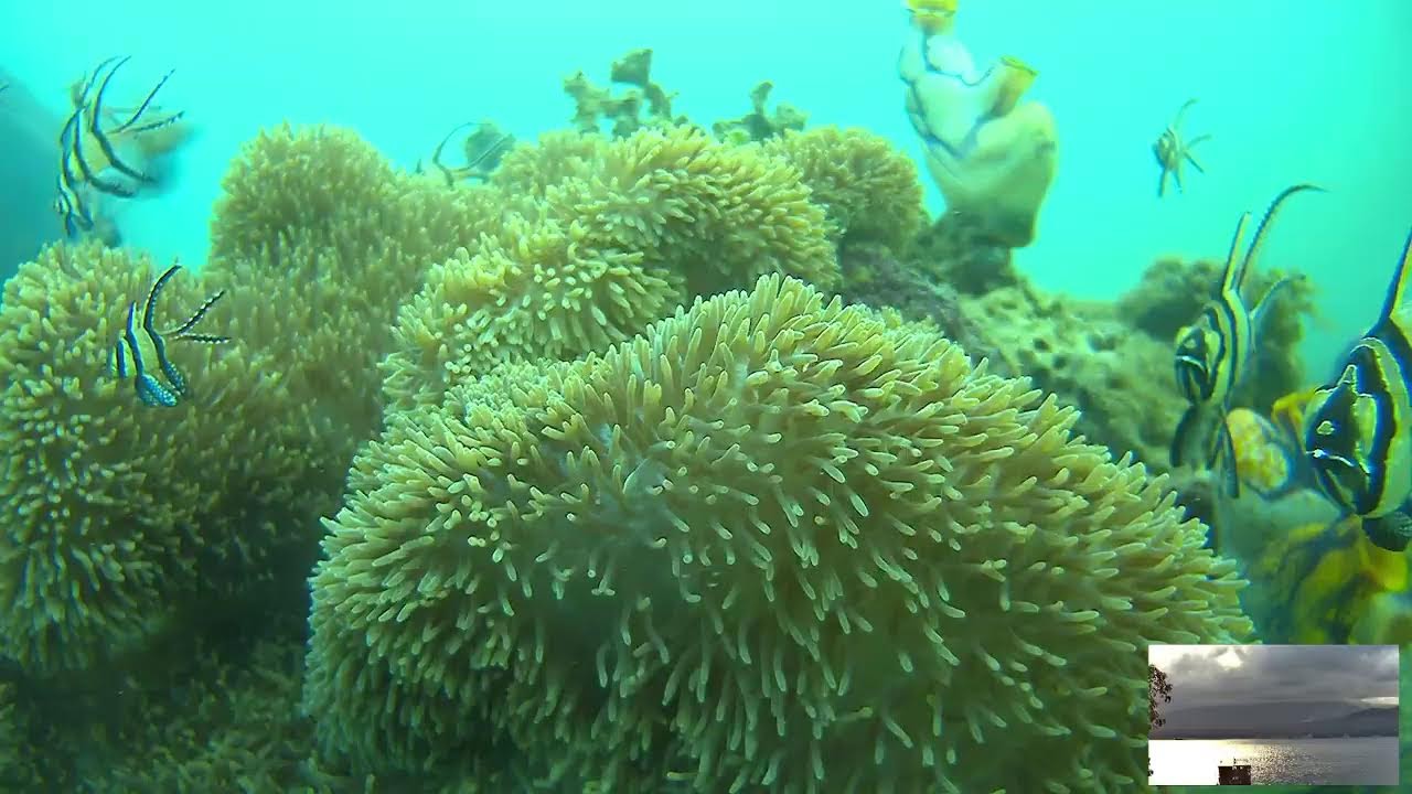 Nemo Livestream from the Lembeh Strait, Indonesia!