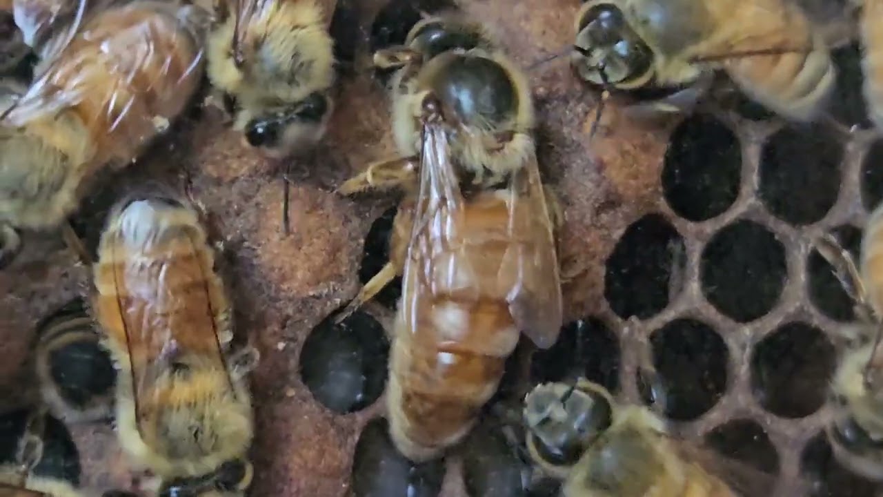 Honey Bee Queen Laying Eggs
