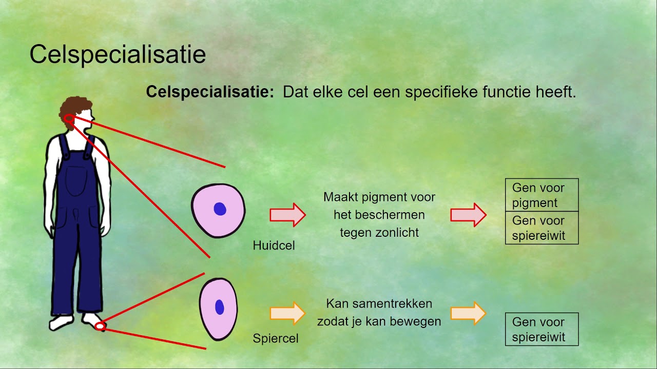 Celdifferentiatie en celspecialisatie