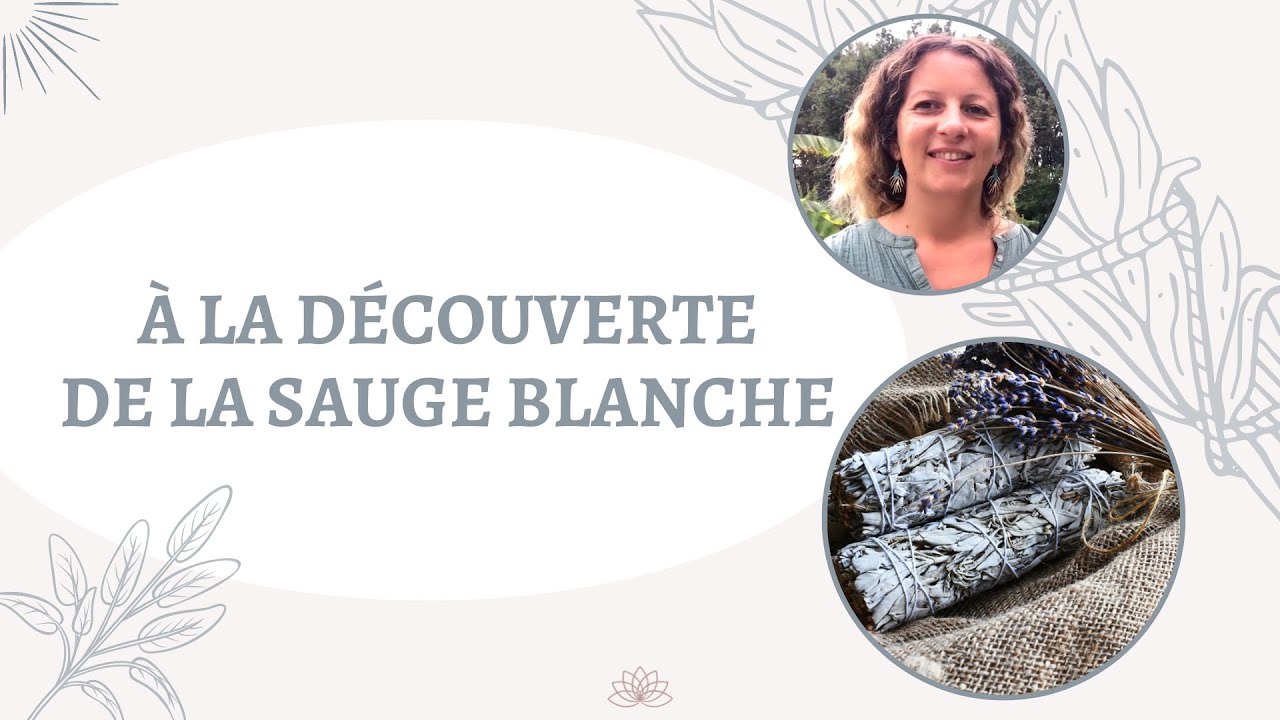 Quelles sont les propri&eacute;t&eacute;s et vertus de la Sauge blanche ?