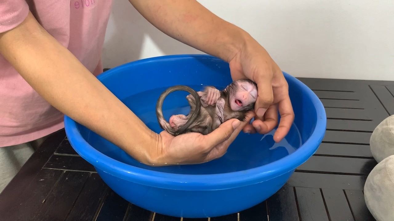 Mother hrd to bathing Smallest BB mnkey in the morning