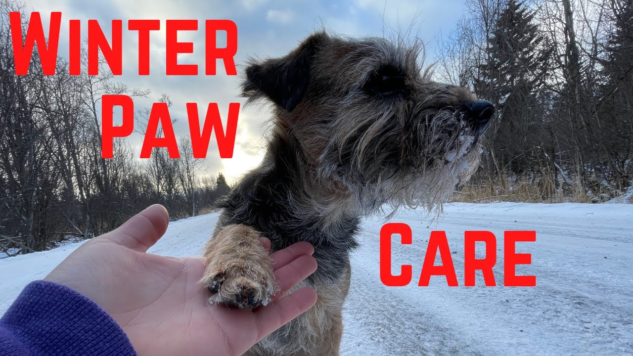 Should You Use Paw Wax or Booties? | How to Care for Dog Paws While Winter Hiking