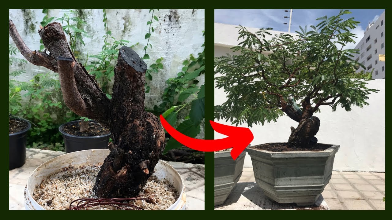 Bonsai em 1 ano - Mimosa hostilis (jurema preta) Bonsai in 1 year.