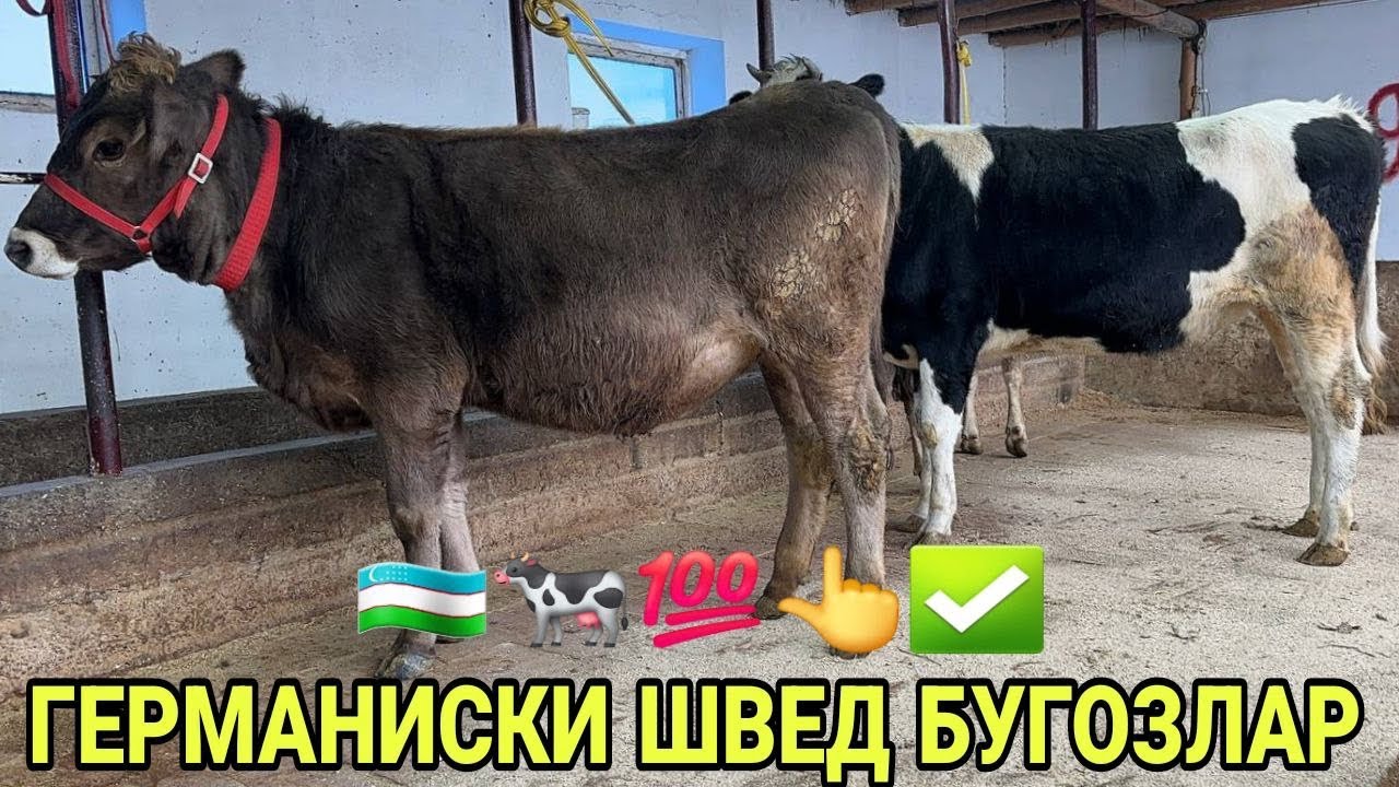 АРЗОНЧИ АКАДАН 1- 1- 1- КОРИНГА ГЕРМАНИСКИ ШВЕД ОЛА ХУНАИНЛАР БУГОЗЛАР СОТИЛАДИ НАРХИ 24 января 2026