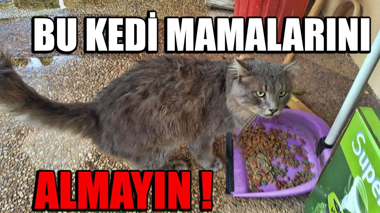 Kedilerle test ettik sonuç; 