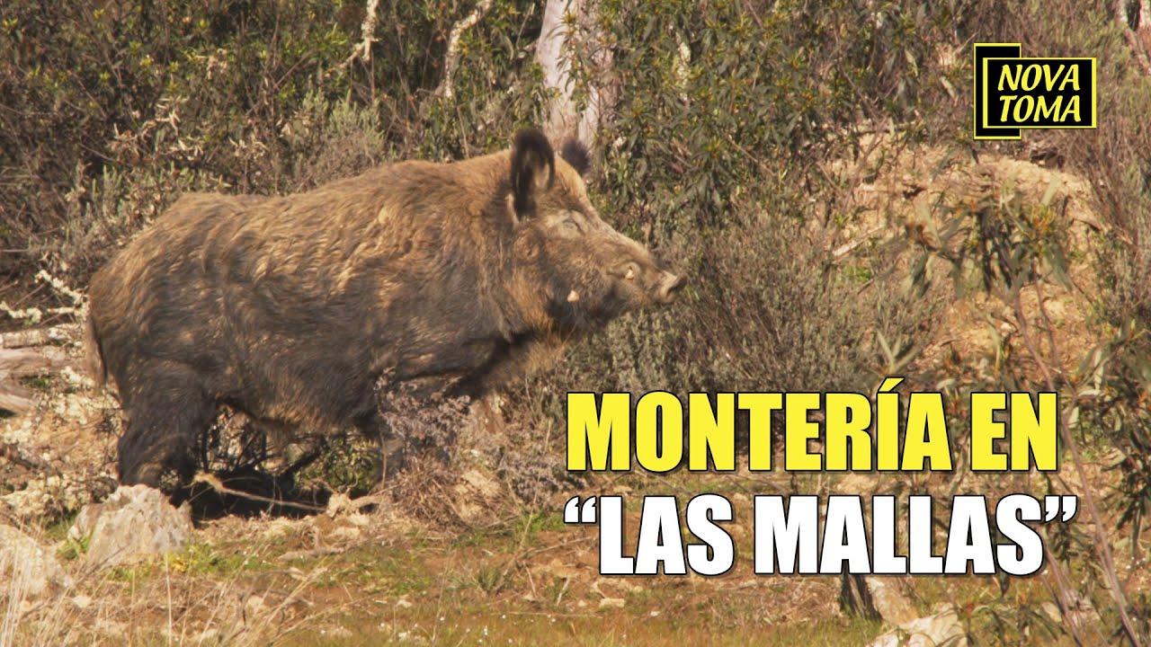 MONTERIA EN LAS MALLAS