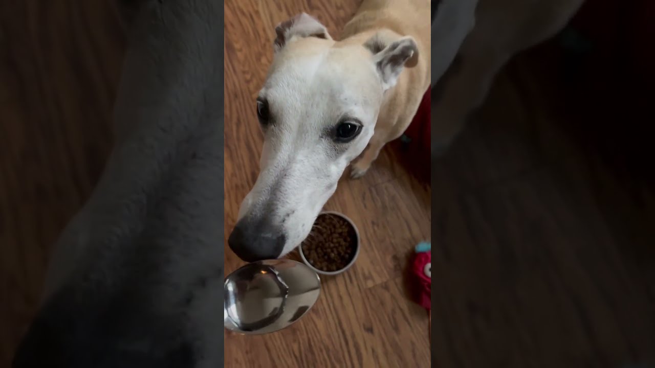 TRUC 101 - COMMENT FAIRE MANGER UN WHIPPET