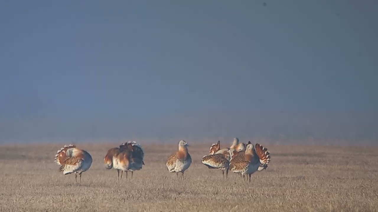 Násztánc a Felső-Kiskunságban - túzokdürgés